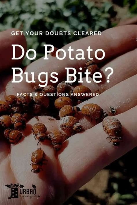Potato Bug Bite Poisonous And Dangerous Or Useful For The Garden
