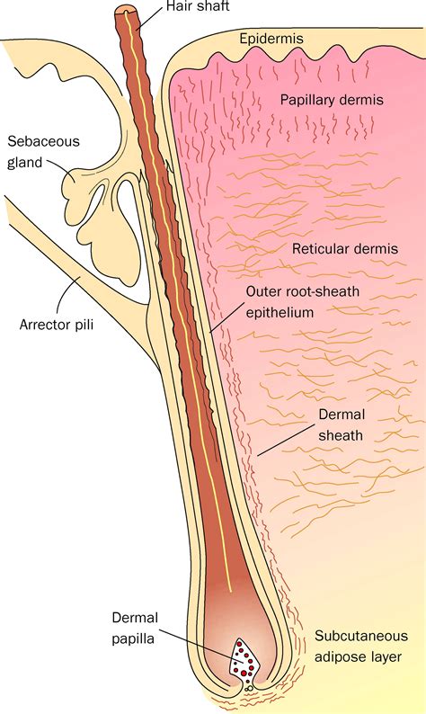 Hair Follicle Dermal Sheath Cells Unsung Participants In Wound Healing