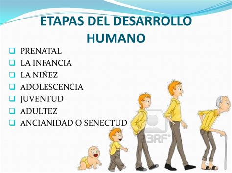 Etapas Del Desarrollo Humano En 2020 Etapas Del Desarrollo Humano