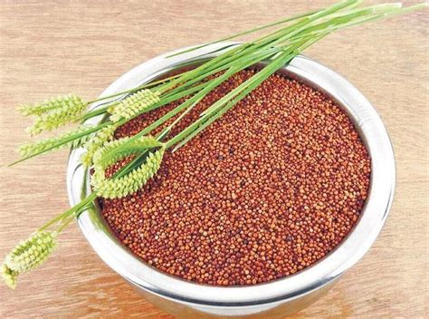 Ragi Seeds High In Protein At Rs 40kg In Almora Id 23483219697