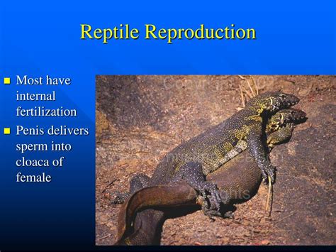 Ppt Reptiles Powerpoint Presentation Free Download Id1714044