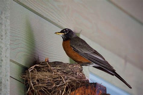 Robin Guarding The Nest Sbs Co Photo By Bbb11 July 2016
