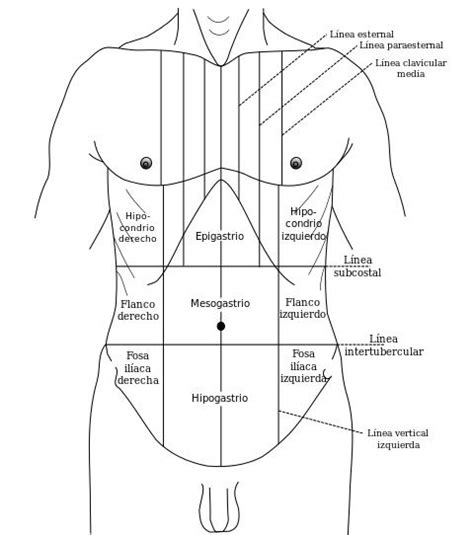División Topográfica Del Abdomen Anatomía Anatomía Médica Anatomia