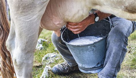 How To Milk A Cow Hobby Farms