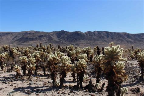 .the cholla can be used for different purposes. Joshua Tree National Park Weekend Getaway | Getaway Compass