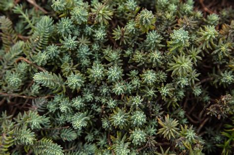 Premium Photo Pine Bushes For Landscaping Dwarf Pine Bushes
