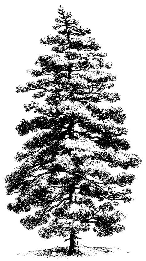 Black And White Drawings Of Pine Trees Tree Drawings Pencil Tree