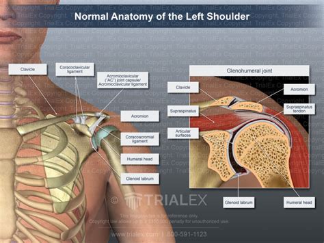 Normal Anatomy Of The Left Shoulder Trial Exhibits Inc