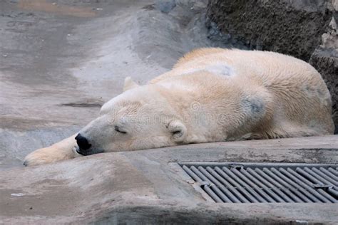 Sleeping Polar Bear Stock Photo Image Of Polar Nature 52705998