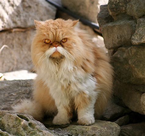 19 Unusual Cat Markings In Photos Happy Nationalcatday