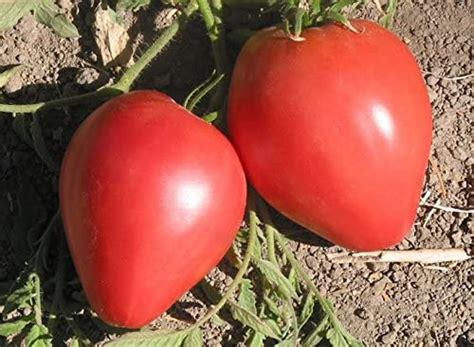 Tomato Anna Russian St Clare Heirloom Seeds Heirloom And Open
