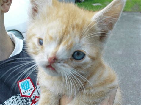 Most animals have a different number of chromosomes than humans, but a partial or full copy of one of the genes can cause down syndrome in animals. 20 Animals With Down's Syndrome Who Are Utterly Beautiful!