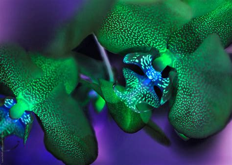 Macro Of Two Orchids With Striking Unreal Colours By Stocksy Contributor Laura Stolfi Stocksy