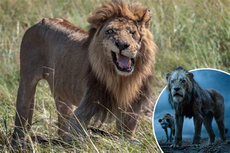 This One Eyed Lion Could Be The Real Life Scar From Disneys The Lion