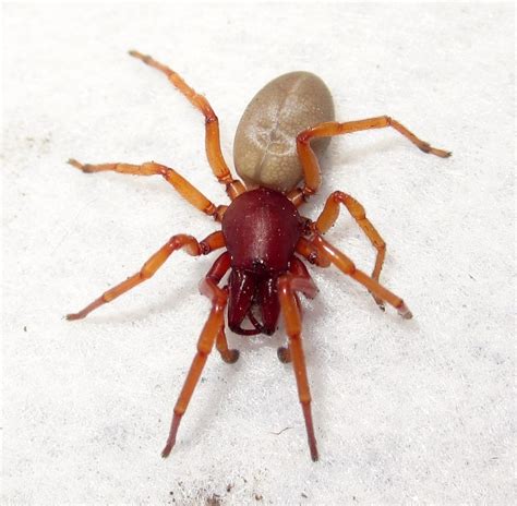 Woodlouse Spider Fort Funston Field Guide · Biodiversity4all