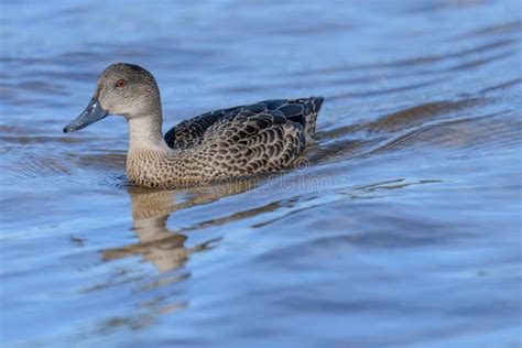 Chestnut Teal Duck Swimming In The Lake Stock Photo Image Of Lake