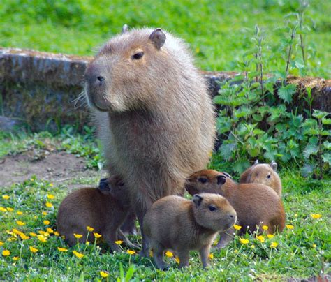 Exmoor Zoo Celebrates Birth Of Four Capybaras Jersey Evening Post