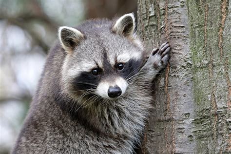 Exotic Raccoon Species Found Around The World Raccoon Removal Louisville