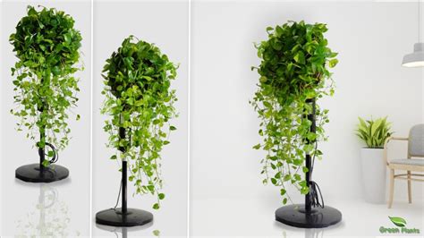 Upcycled Money Plant Growing Idea Money Plants Indoor Hanging Idea