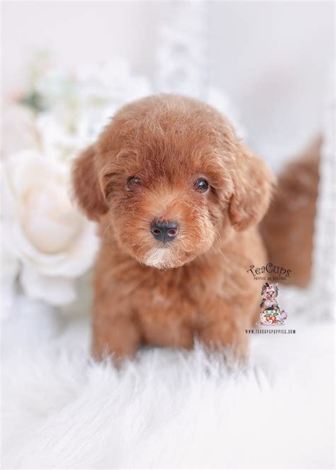 Red Toy Poodle Puppy For Sale Teacup Puppies 246 A Teacup Puppies