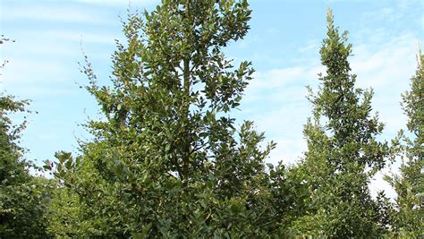Quercus X Hispanica Wageningen Treeebb Online Bomenzoektool