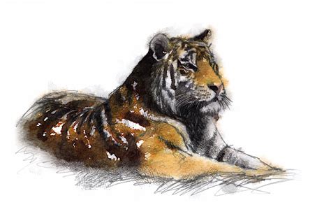 Bengal Tiger Seanbriggs