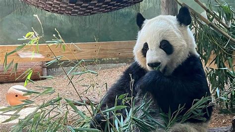 Zoo Atlantas Giant Pandas Will Return To China Next Year Axios Atlanta