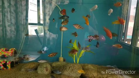 Watch Africian Cichlids Juvinile To Full Grown In My 134 Gallon Tank