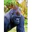 Big Gorilla  High Quality Animal Stock Photos Creative Market