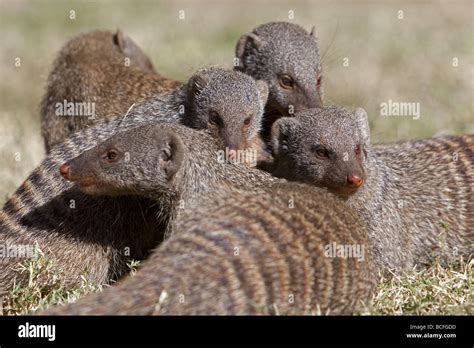 Group Of Banded Mongoose Stock Photo Alamy