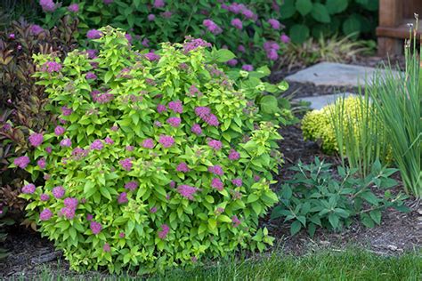 Zone 9 Flowering Hedge Plants 10 Evergreen Shrubs For Privacy Zone 8