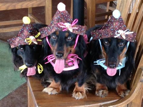 Dachshunds In Party Hats Dachshund Birthday Dachshund Love Weiner Dog