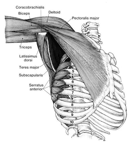 Name Of Muscles In The Arm Arm Muscles 2 Labeled Arm Muscles