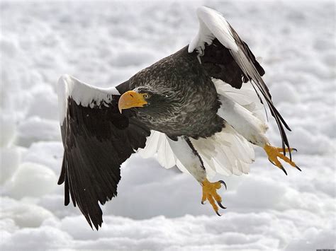 Eagle is the common name for many large birds of prey of the family accipitridae. Sea Eagle Bird | Info & Latest Cute Pictures | All ...