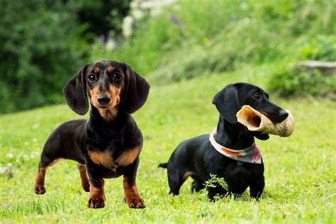 What Is The Difference Between Miniature Dachshund And A Dachshund