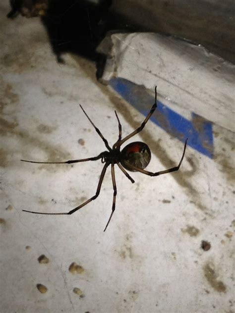 Southern California Brown Widow Not Quite As Dangerous As The Black