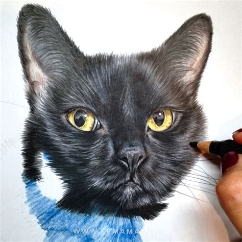 Black Cats Drawn In Colour Pencil — Pet Portraits By Sema Martin