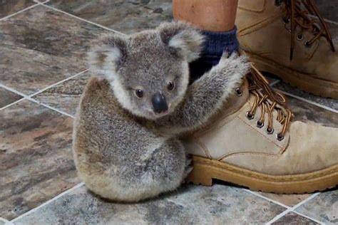 Cute Baby Animals Of Australia Slapped Ham