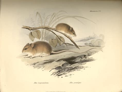 The Zoology Of The Voyage Of Hms Beagle Charles Darwin Photo