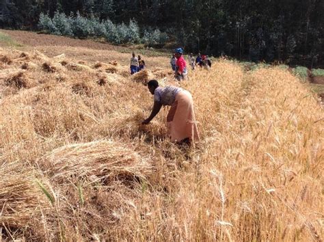 Ethiopia Calls For Continued Collaboration To Increase Wheat Production