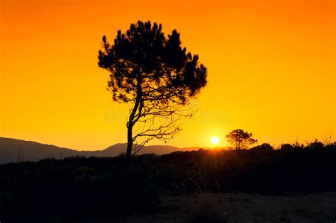 Silhouette Tree Sunset Stock Image Image Of Europe Island 53865965