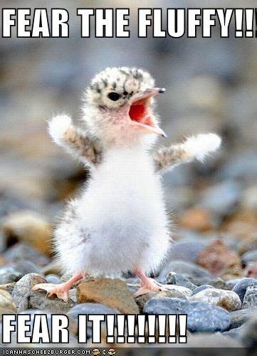 You mean to tell me the ball wasin your handthe whole time funny memes, best ever funniest memes cute animal memes clean: DEH FLUFFY | Cute animals, Funny animal pictures, Funny ...