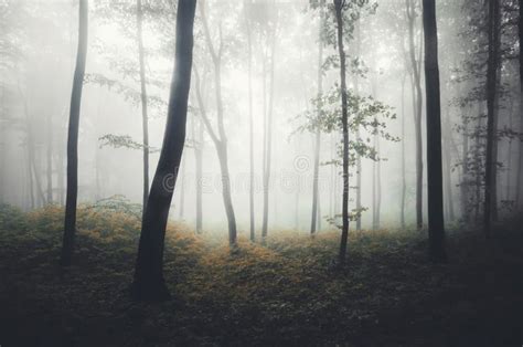 Enchanted Autumn Forest With Mysterious Fog Stock Photo Image Of Mood