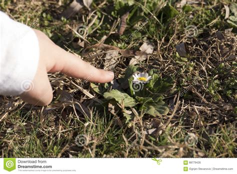 Little Girl Protecting Flower Stock Photo Image Of Outdoor Kids