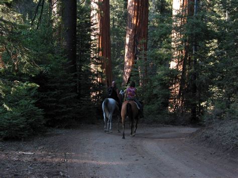 Riding In Sequoia National Park Horse Back Riding In The P Flickr