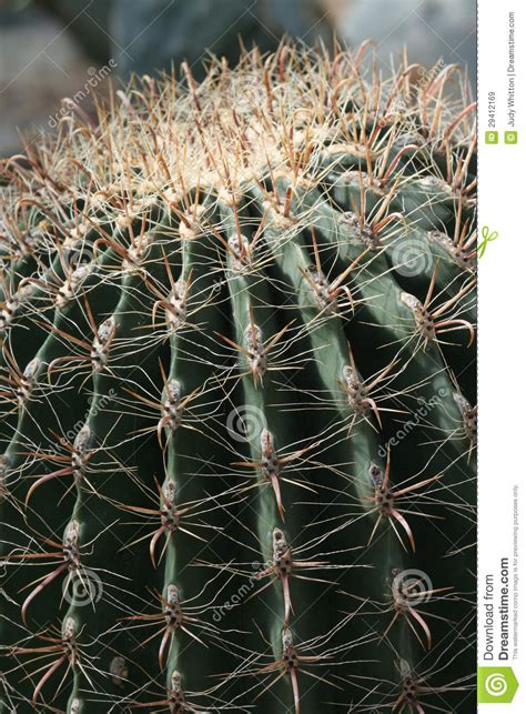Learn more here you are seeing a 360° image instead. Fish-Hook Barrel Cactus Royalty Free Stock Images - Image ...
