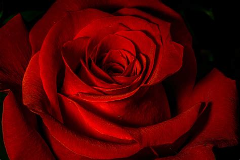 Hd Red Rose Red Rose Flower 2560x1707 17710