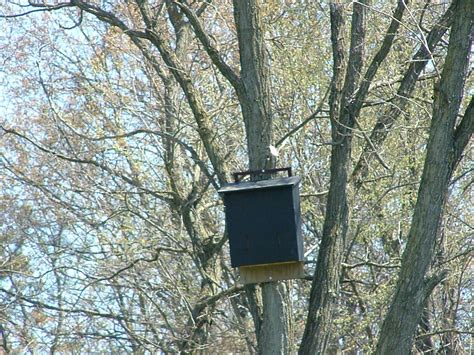 Check spelling or type a new query. Bat house | Diy garden projects, Bat house, Cool photos