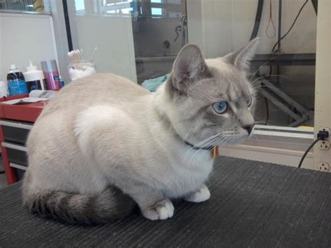 High to low absolutely gorgeous and very playful seal point siamese (female) kitten for sale to a loving family. Possible Snowshoe Siamese and Lynx Point Siamese mix ...