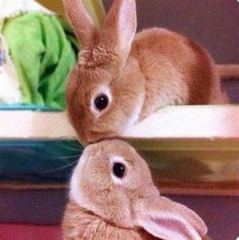 Bunnies Kissing Cute Easter Kiss Animals Rabbit Bunny Happy Easter Cute
